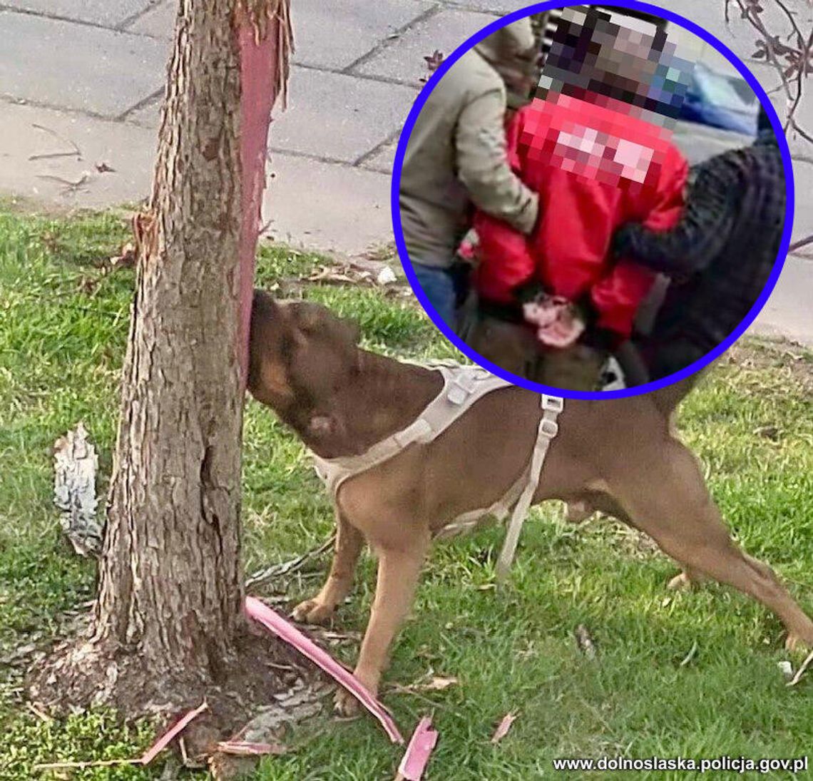 Szczuł psa, żeby niszczył drzewka na osiedlu. Po zgłoszeniu od sąsiadów trafił do aresztu i odpowie za poważne przestępstwa