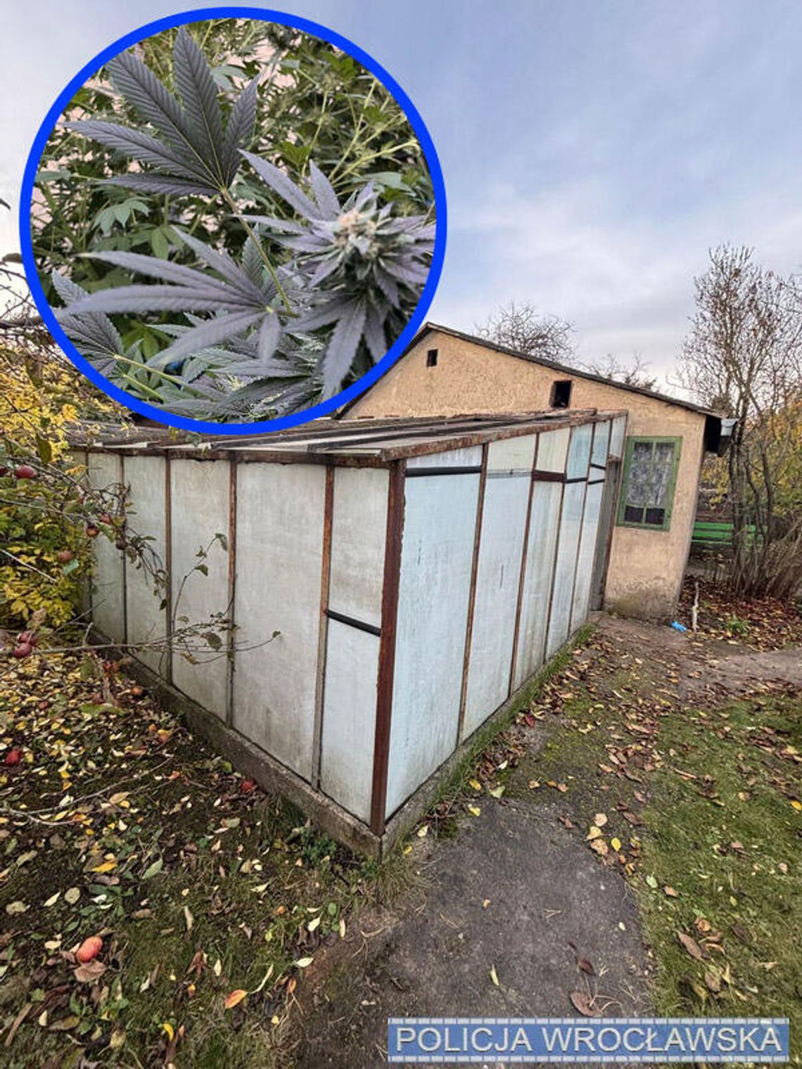 Szklarnia w rodzinnych ogródkach działkowych kryła tajemnicę. 18-latek uprawiał w niej konopie Szklarnia w rodzinnych ogródkach działkowych kryła tajemnicę. 18-latek uprawiał w niej konopie