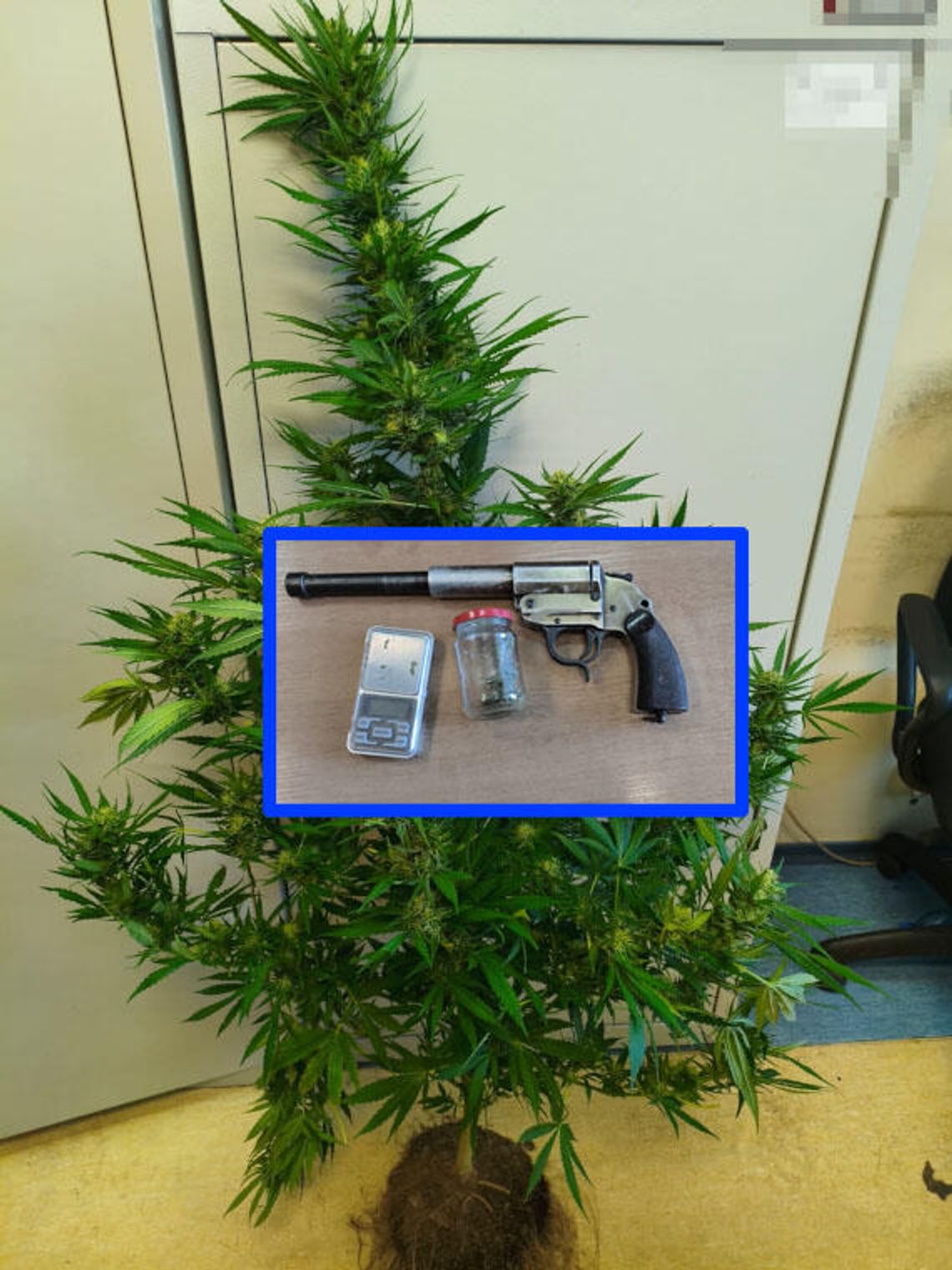 Szukali narkotyków w pokoju 17-latka, w tym czasie jego matka próbowała ukryć 1,5 metrowy krzew konopi Szukali narkotyków w pokoju 17-latka, w tym czasie jego matka próbowała ukryć 1,5 metrowy krzew konopi