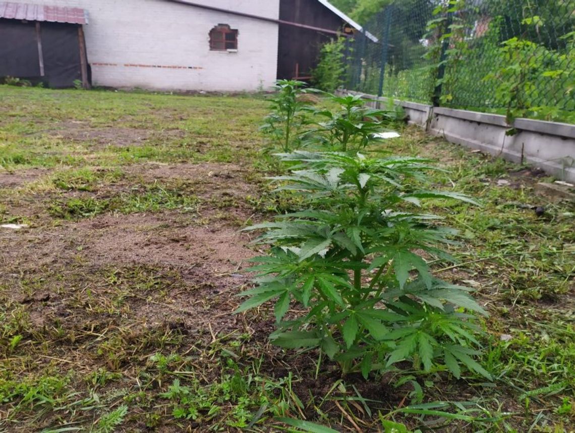 Szukali skradzionego roweru, a znaleźli przydomową plantację konopi