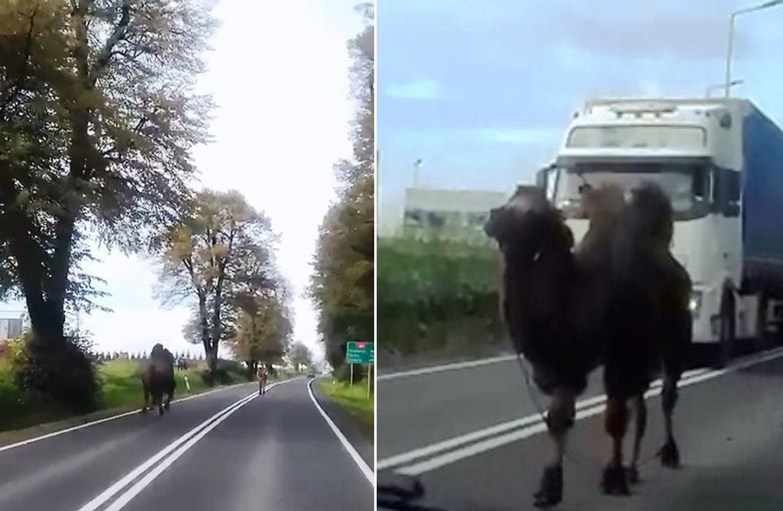 To było jego pięć minut. Wielbłąd uciekł z cyrku i spacerował drodze. WIDEO