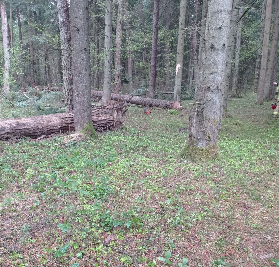 Tragedia podczas wycinki lasu. Nie żyje 43-letni mężczyzna