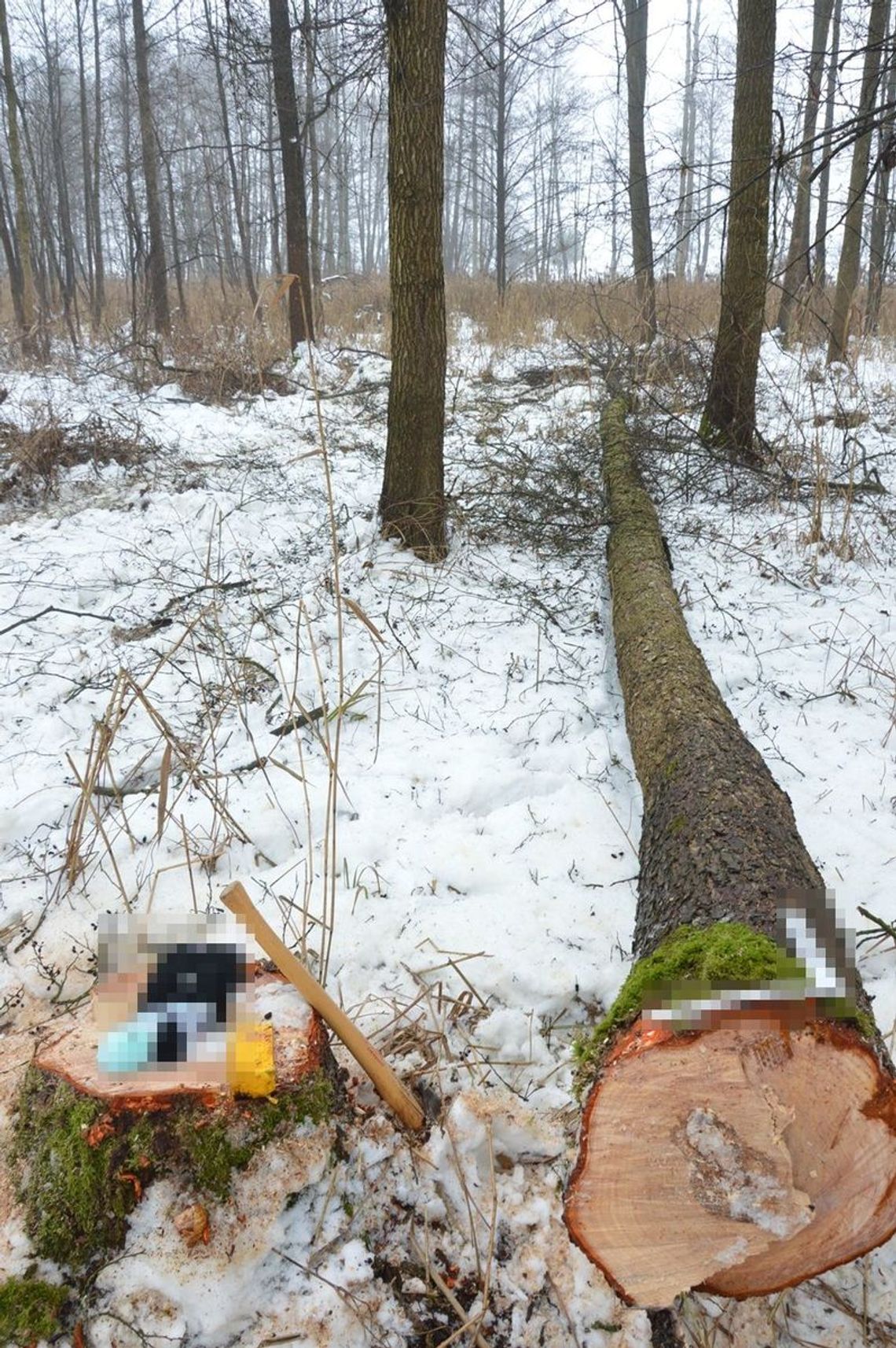 Tragiczny wypadek podczas wycinki drzew. Mężczyzna zginął po uderzeniu przez spadający konar