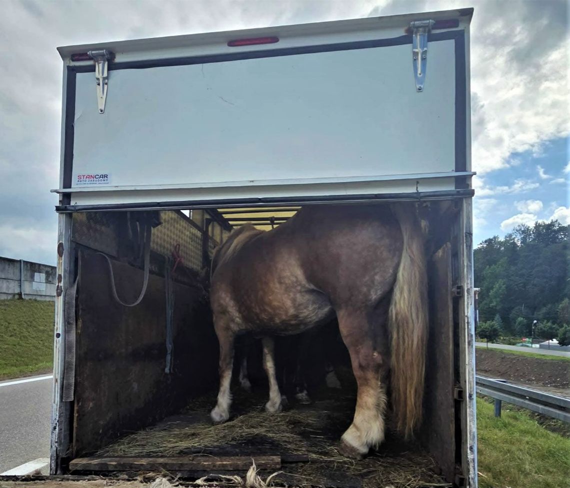 Trzy konie w dostawczaku. Mógł przewozić 460 kg, zwierzęta ważyły blisko 3 tony Trzy konie w dostawczaku. Mógł przewozić 460 kg, zwierzęta ważyły blisko 3 tony