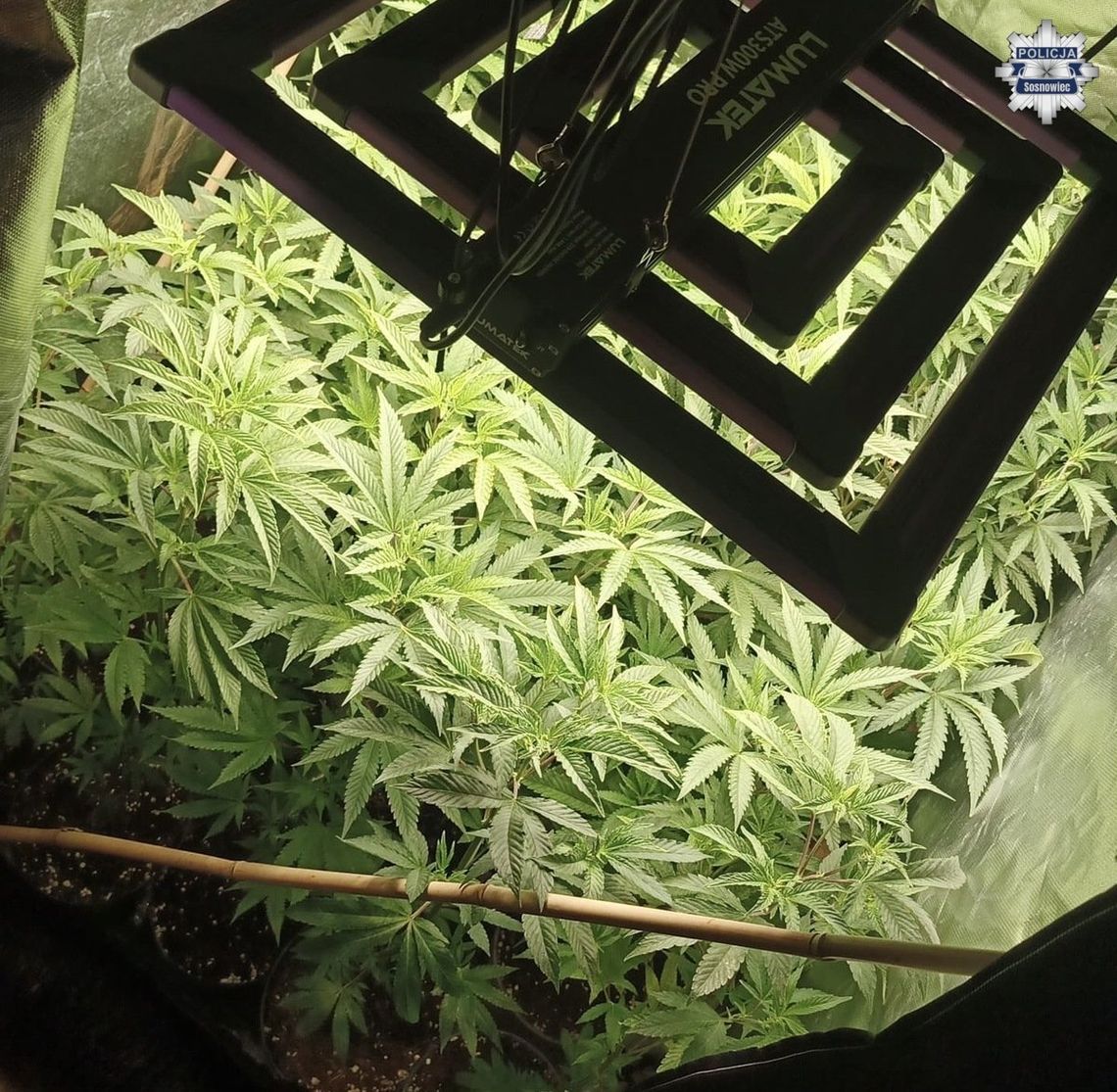 Trzy mieszkania, a w każdym plantacja marihuany. Właścicielowi grozi 20 lat