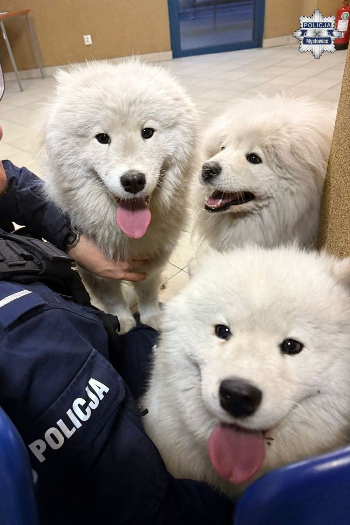 Trzy samojedy zwiały w święta właścicielowi. Policjanci zabrali je na komendę Trzy samojedy zwiały w święta właścicielowi. Policjanci zabrali je na komendę