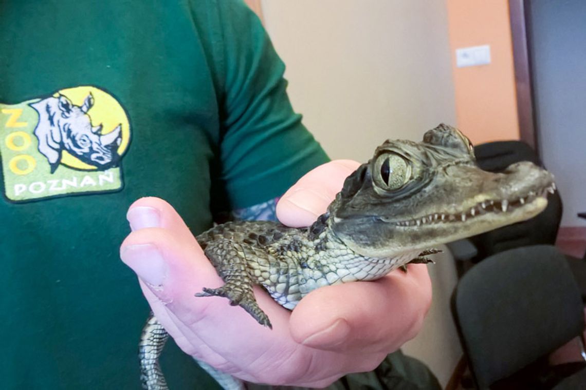 Trzymał w domu małego kajmana. Zwierzak trafił do zoo. Jemu grożą poważne problemy