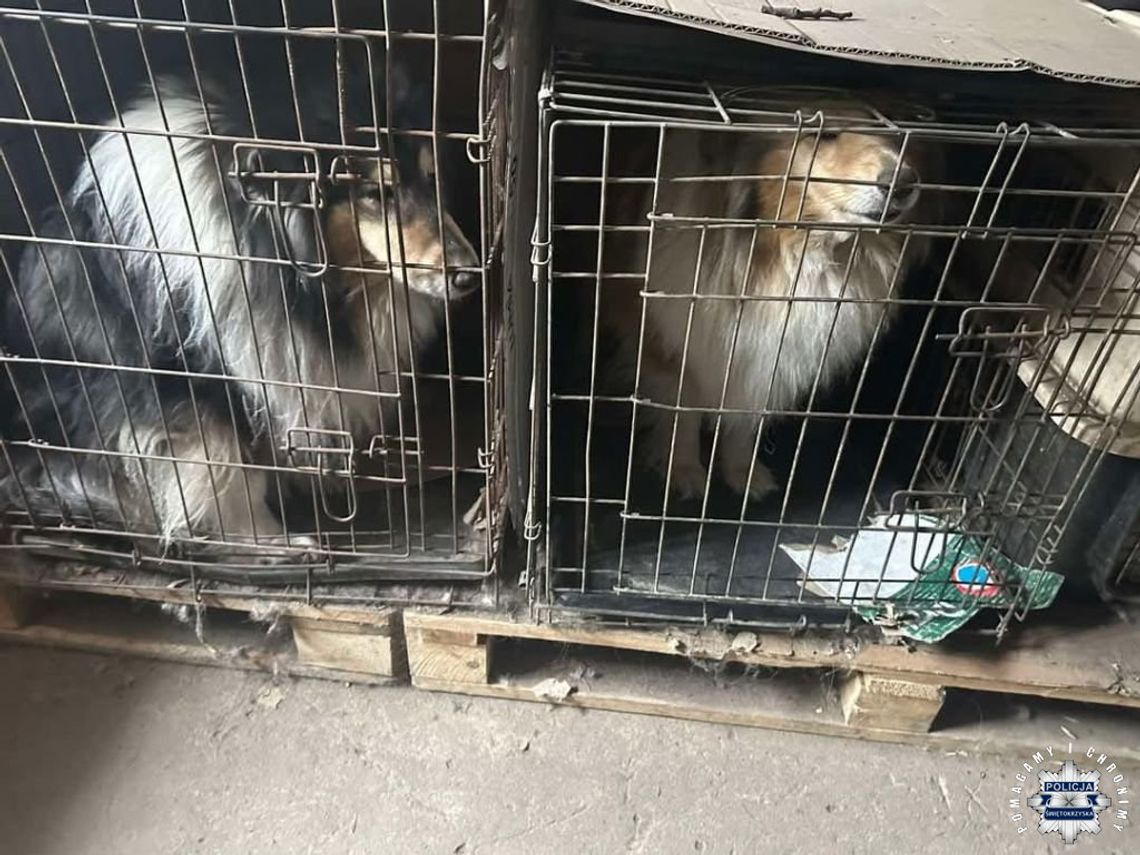 Trzymał w mieszkaniu 104 psy w klatkach. Gdy zrozumiał, że będą mu odebrane, zaatakował funkcjonariuszy Trzymał w mieszkaniu 104 psy w klatkach. Gdy zrozumiał, że będą mu odebrane, zaatakował funkcjonariuszy