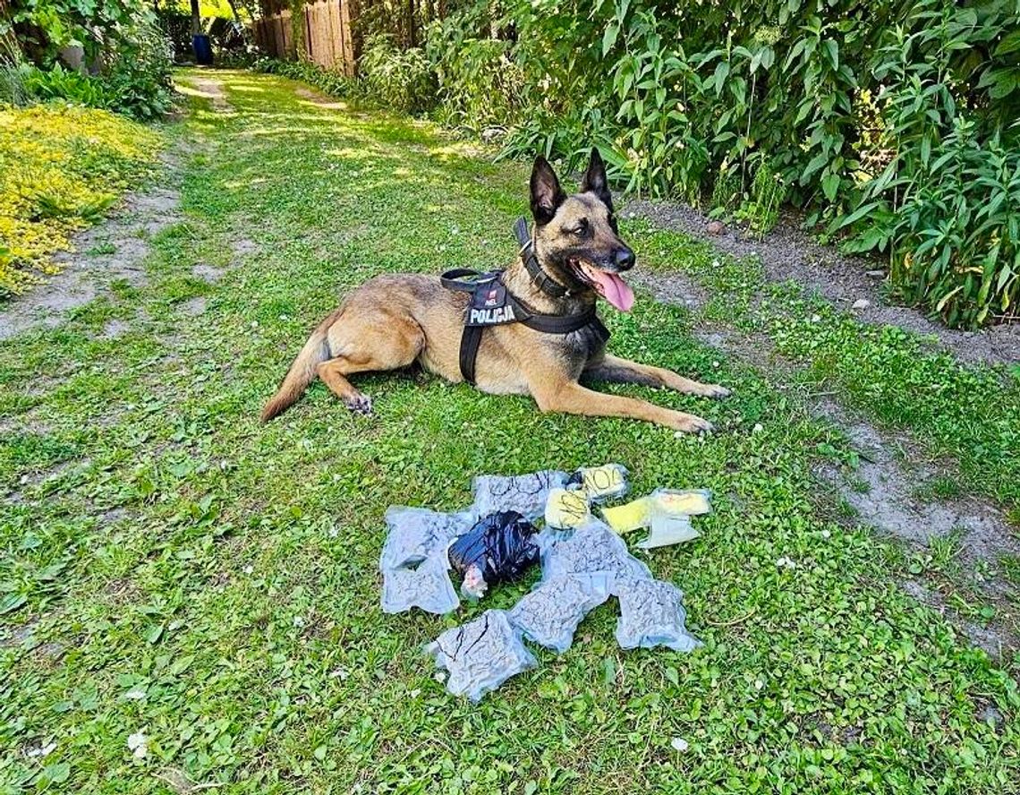 Ukrywał narkotyki w domu i ogrodzie. Policjanci odwiedzili 51-latka z psem służbowym