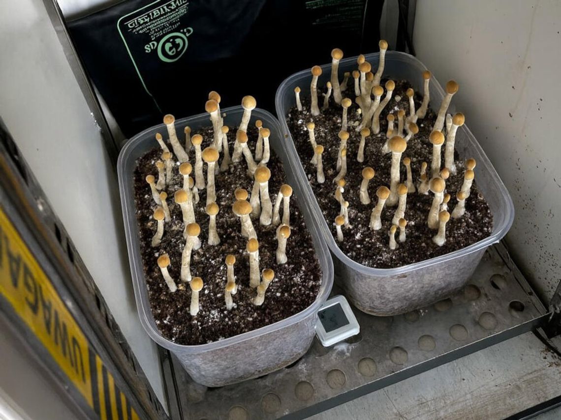 Uprawiał grzybki halucynogenne i miał dużo innych narkotyków. Policja przejęła aż 6 kilo Uprawiał grzybki halucynogenne i miał dużo innych narkotyków. Policja przejęła aż 6 kilo