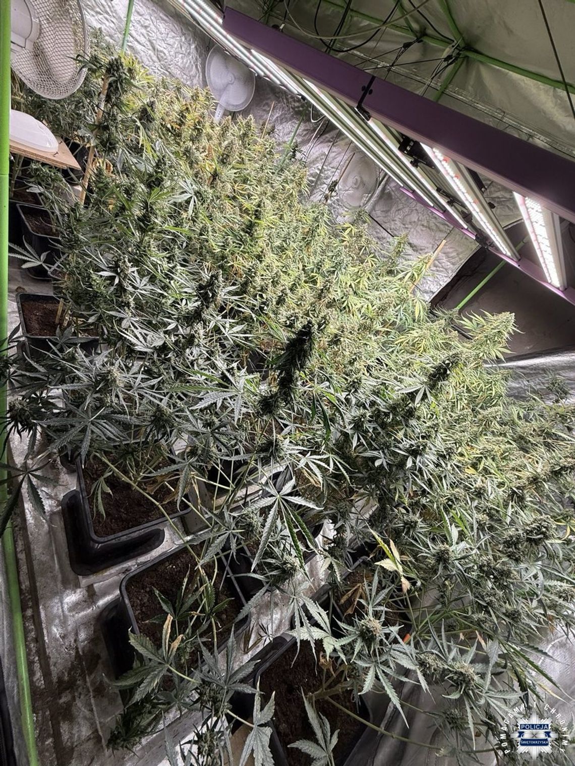 Uprawiał konopie i miał 6 kg marihuany. Policjanci pojechali za nim do sąsiedniego województwa