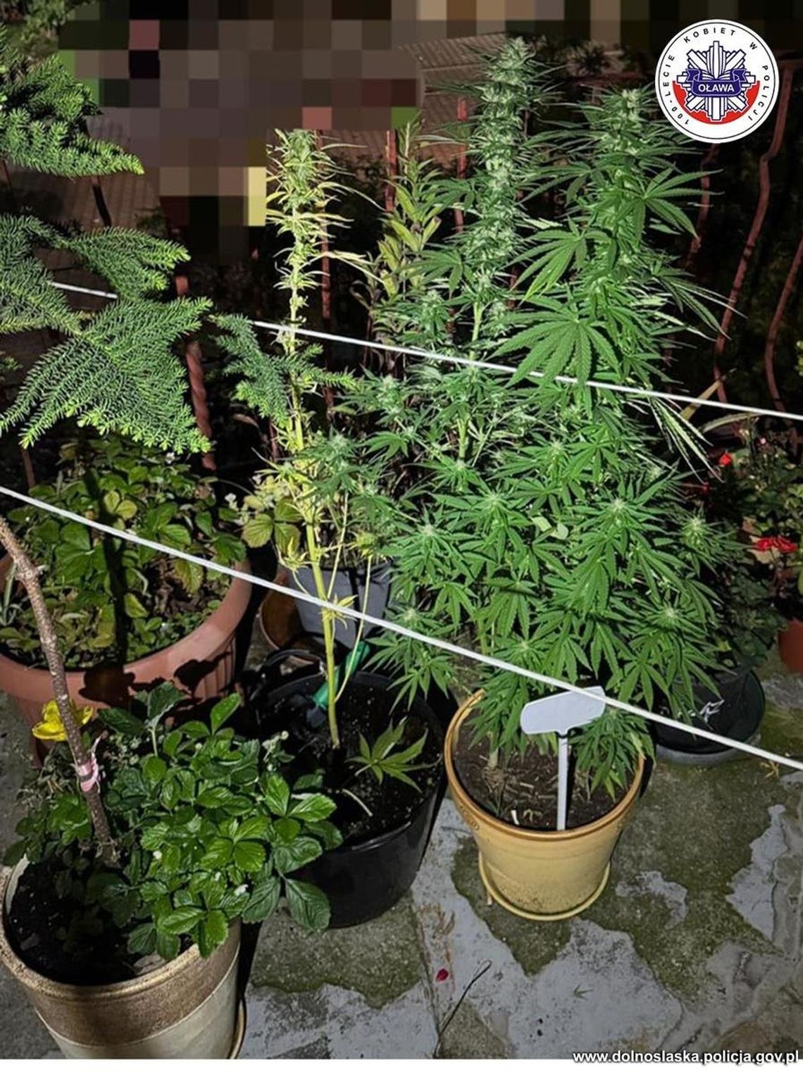 Uprawiał konopie na balkonie między kwiatami. Policjanci zauważyli je podczas jednej z interwencji