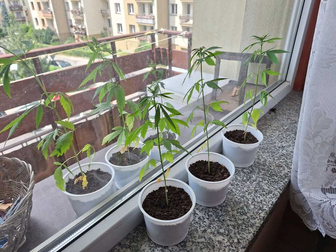 Uprawiał konopie na parapecie okna, prąd pobierał nielegalnie z klatki. 48-latek ma poważne kłopoty