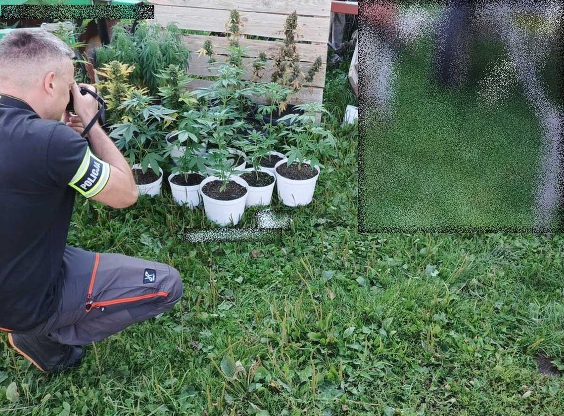 Uprawiał konopie w kilkunastu doniczkach. Policjanci znaleźli też marihuanę i wagę