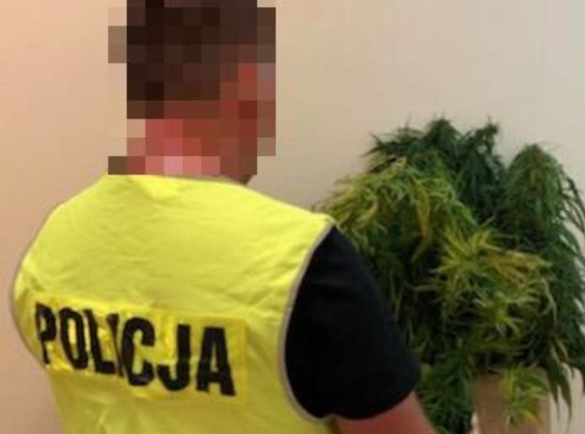 Uprawiał zioło w polu kukurydzy. Podczas nalotu policji odwiedził go kumpel z dragami