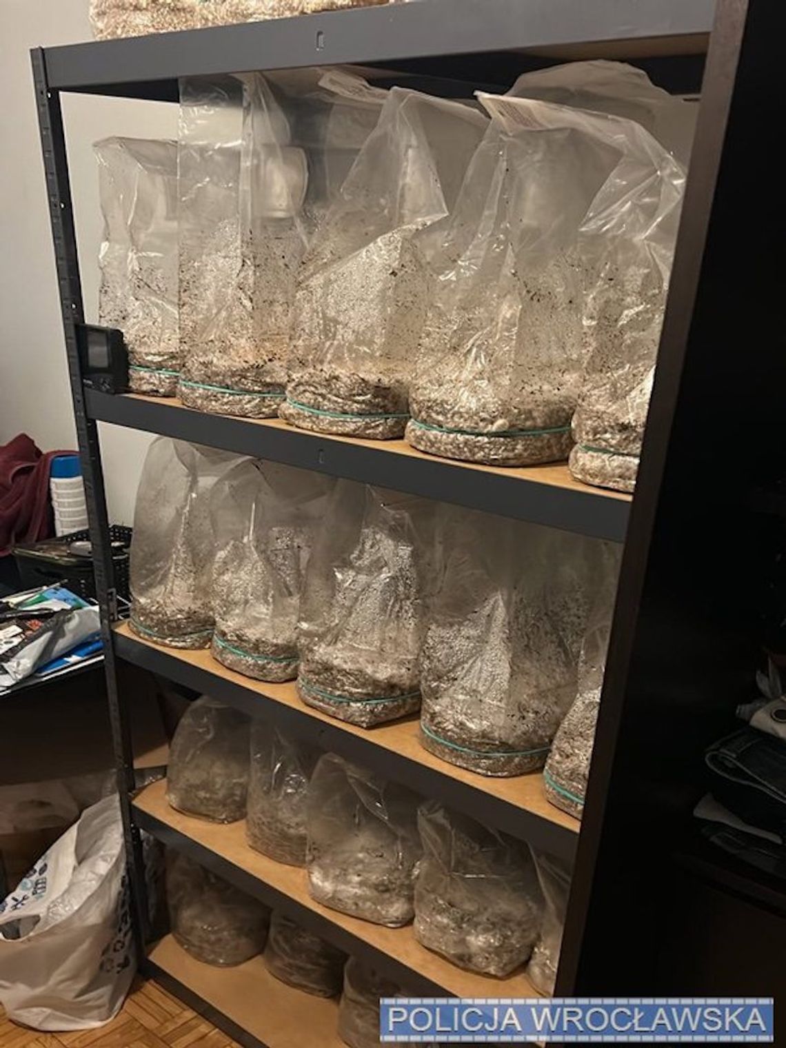 Uprawiali grzyby halucynogenne w mieszkaniu. Wpadli, bo po kłótni na miejsce wezwano policję Uprawiali grzyby halucynogenne w mieszkaniu. Wpadli, bo po kłótni na miejsce wezwano policję