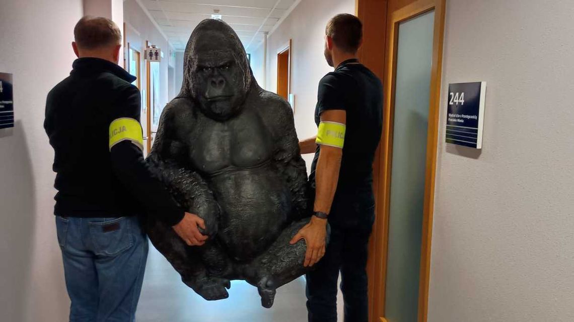 Uprowadzenie goryla z happy endem. Dzięki policjantom wrócił do właścicieli Uprowadzenie goryla z happy endem. Dzięki policjantom wrócił do właścicieli