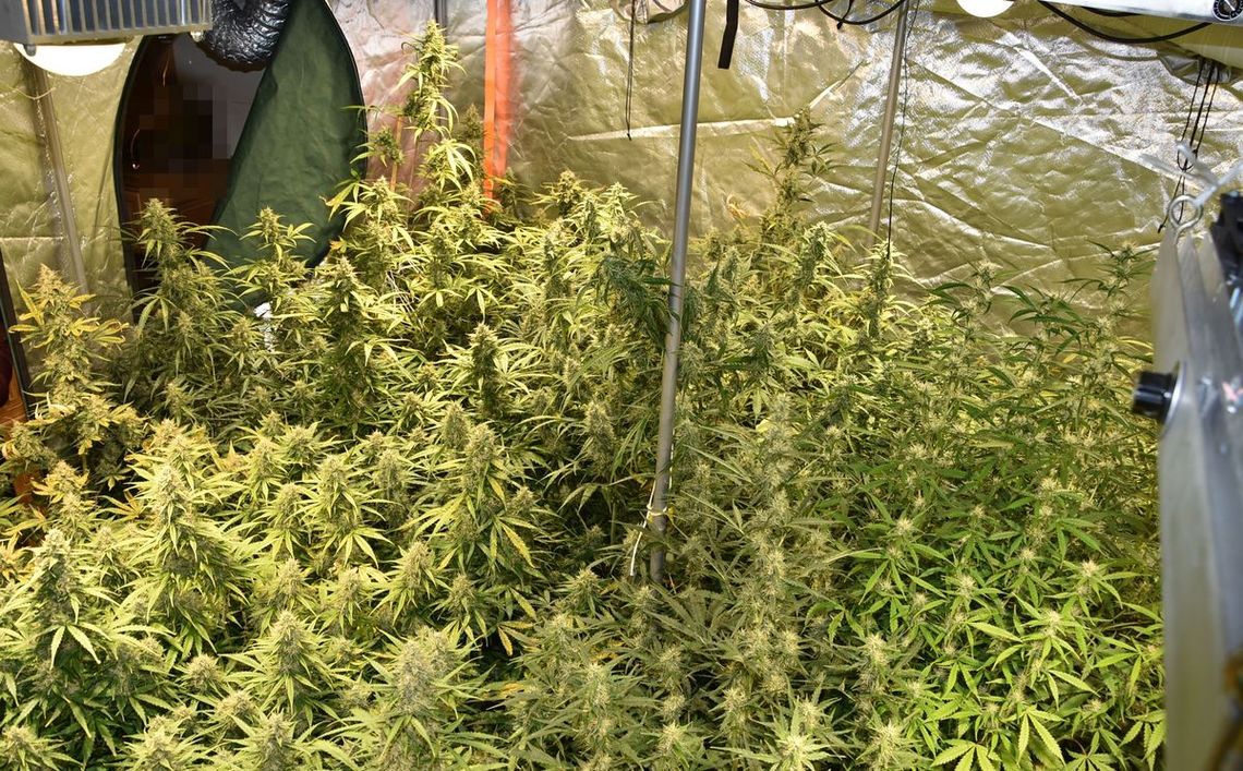Urządził w domu plantację konopi. Kryminalni przejęli trzy kilogramy marihuany, 41-latek aresztowany Urządził w domu plantację konopi. Kryminalni przejęli trzy kilogramy marihuany, 41-latek aresztowany