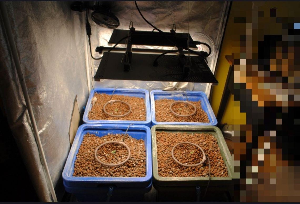 Domowa plantacja i pół kilograma suszu. Za wytwarzanie narkotyków mężczyźnie grozi 20 lat