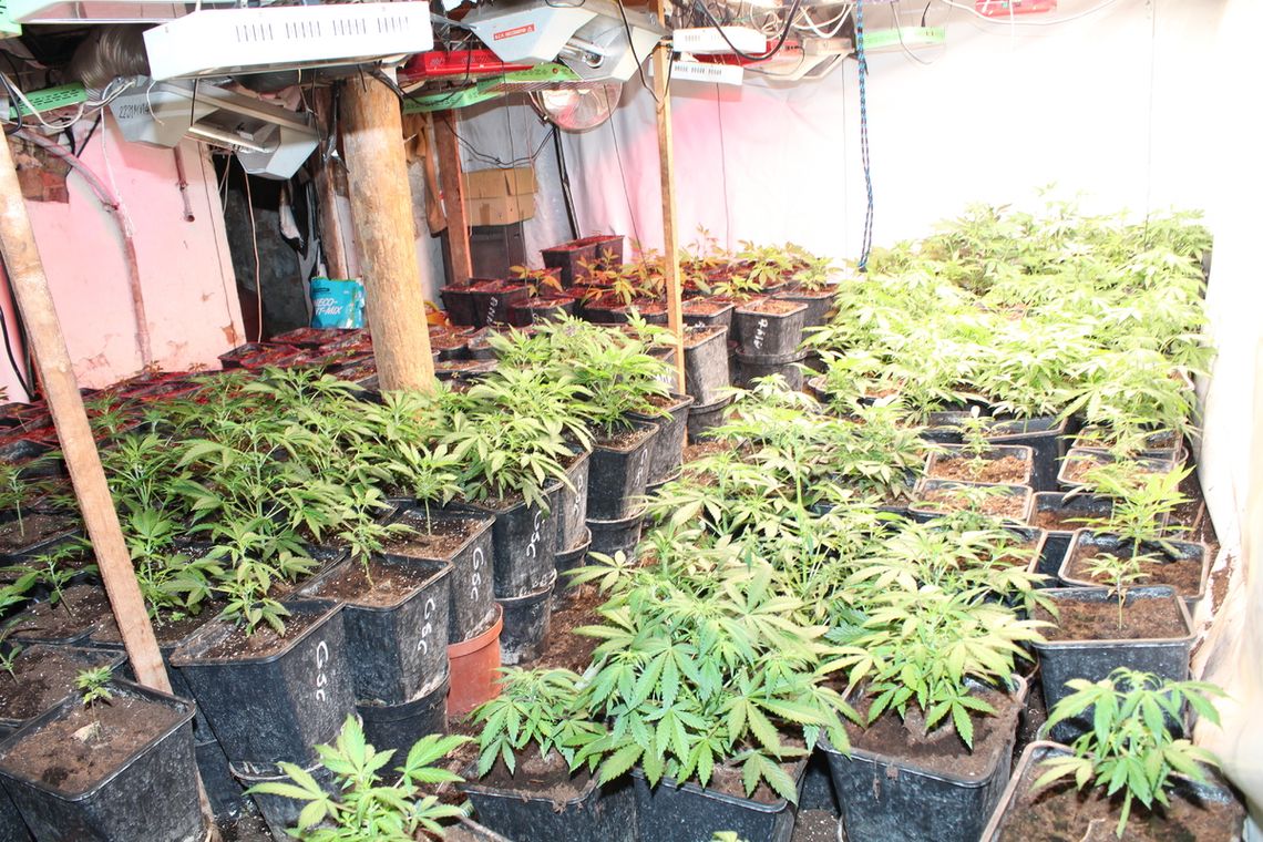 W domu miał zautomatyzowaną plantację zioła. Policjanci przejęli ponad 70 kg gotowej marihuany