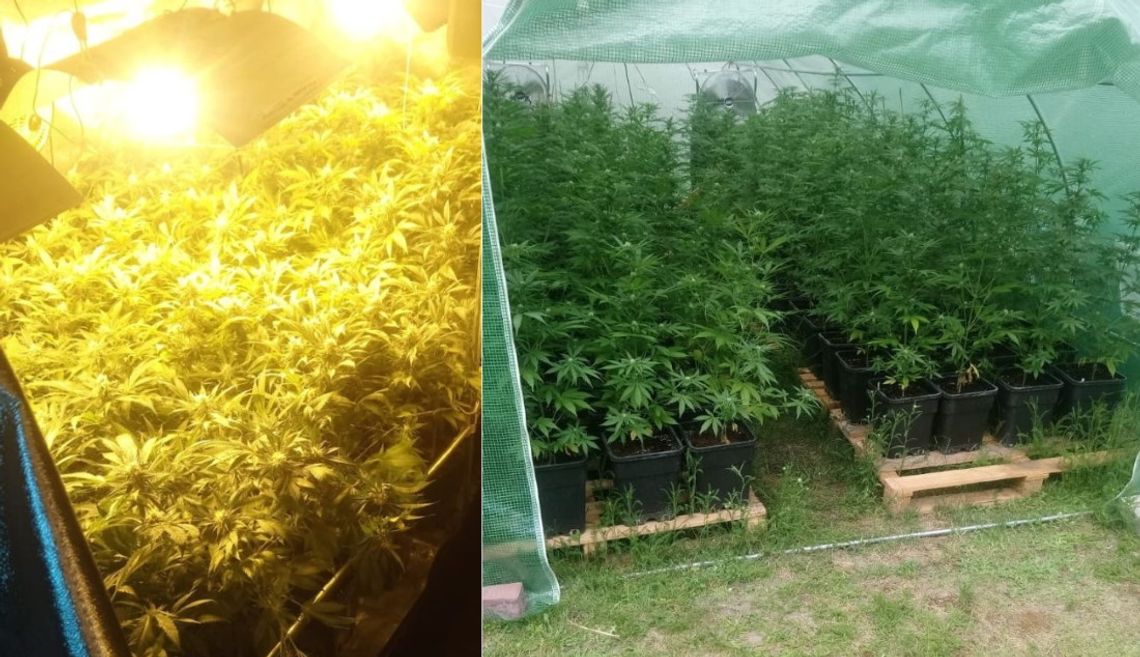 W dwóch domach ponad tysiąc krzewów konopi, marihuana i pieniądze [WIDEO, ZDJĘCIA]