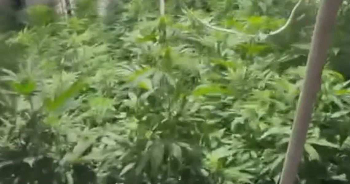 W mieszkaniu miał blisko sto krzaków i ćwierć kilograma marihuany. Grozi mu 12 lat więzienia W mieszkaniu miał blisko sto krzaków i ćwierć kilograma marihuany. Grozi mu 12 lat więzienia