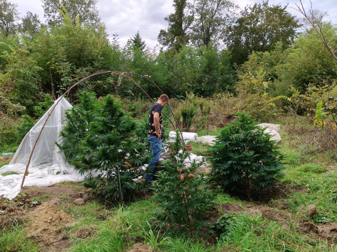 W nieczynnej szkole podstawowej założył uprawę zioła. Plantatorowi grozi 20 lat więzienia [FOTO]