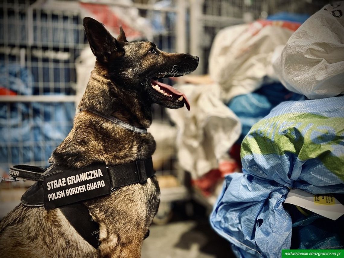 W paczce z San Francisco znaleziono 1,5 kg marihuany. Narkotyki były ukryte w opakowaniach chipsów