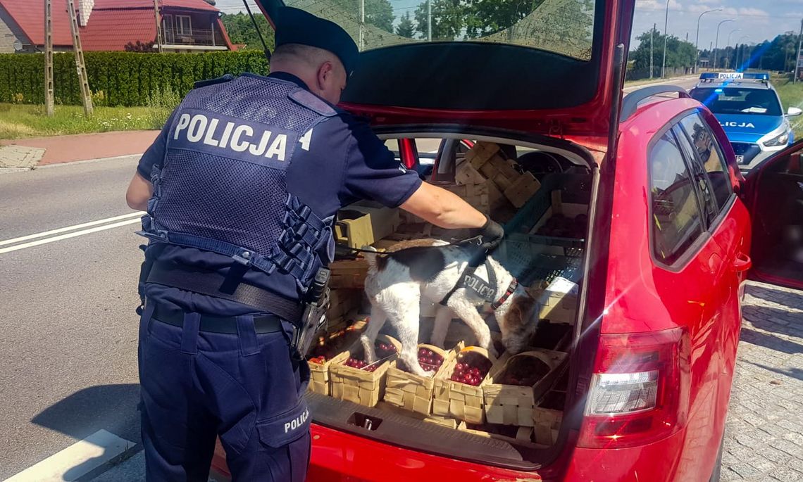 W trakcie kontroli policjanci zauważyli w aucie szklaną lufkę. Zioło kierowca trzymał pod wycieraczką