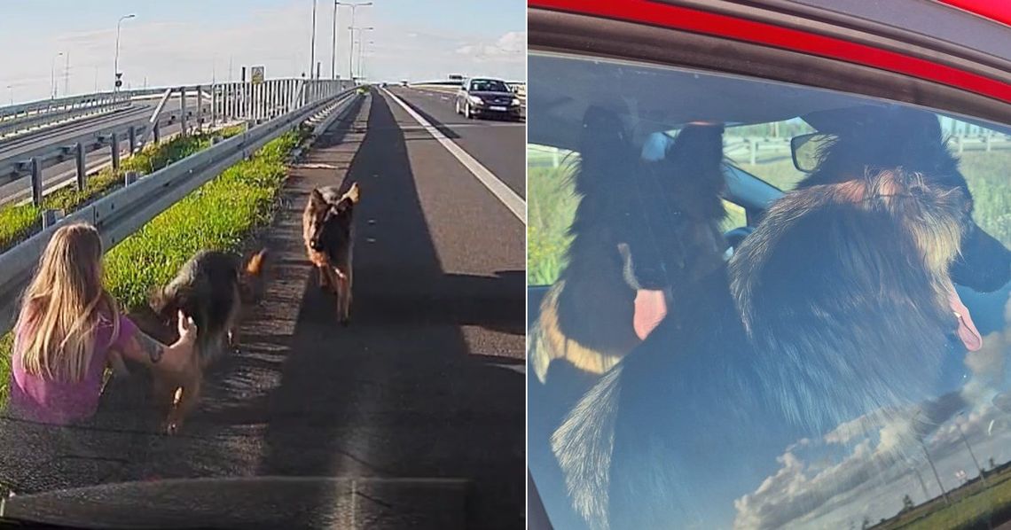 Wielkie serce w mundurze - policjantka uratowała dwa psy błąkające się po drodze ekspresowej