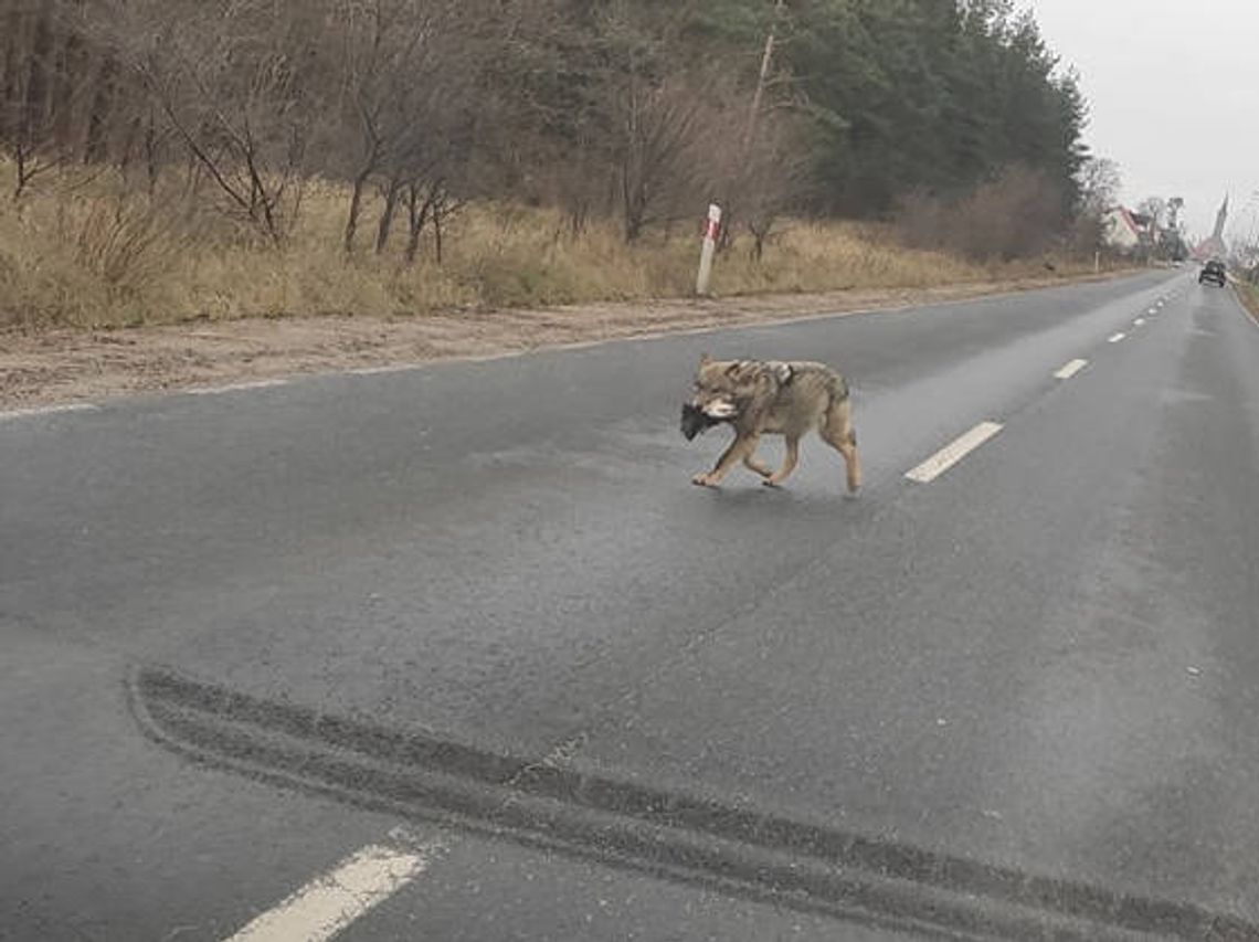 Wilk przechodzi przez drogę z głową psa w pysku. Makabryczna scena na oczach ludzi w samochodach