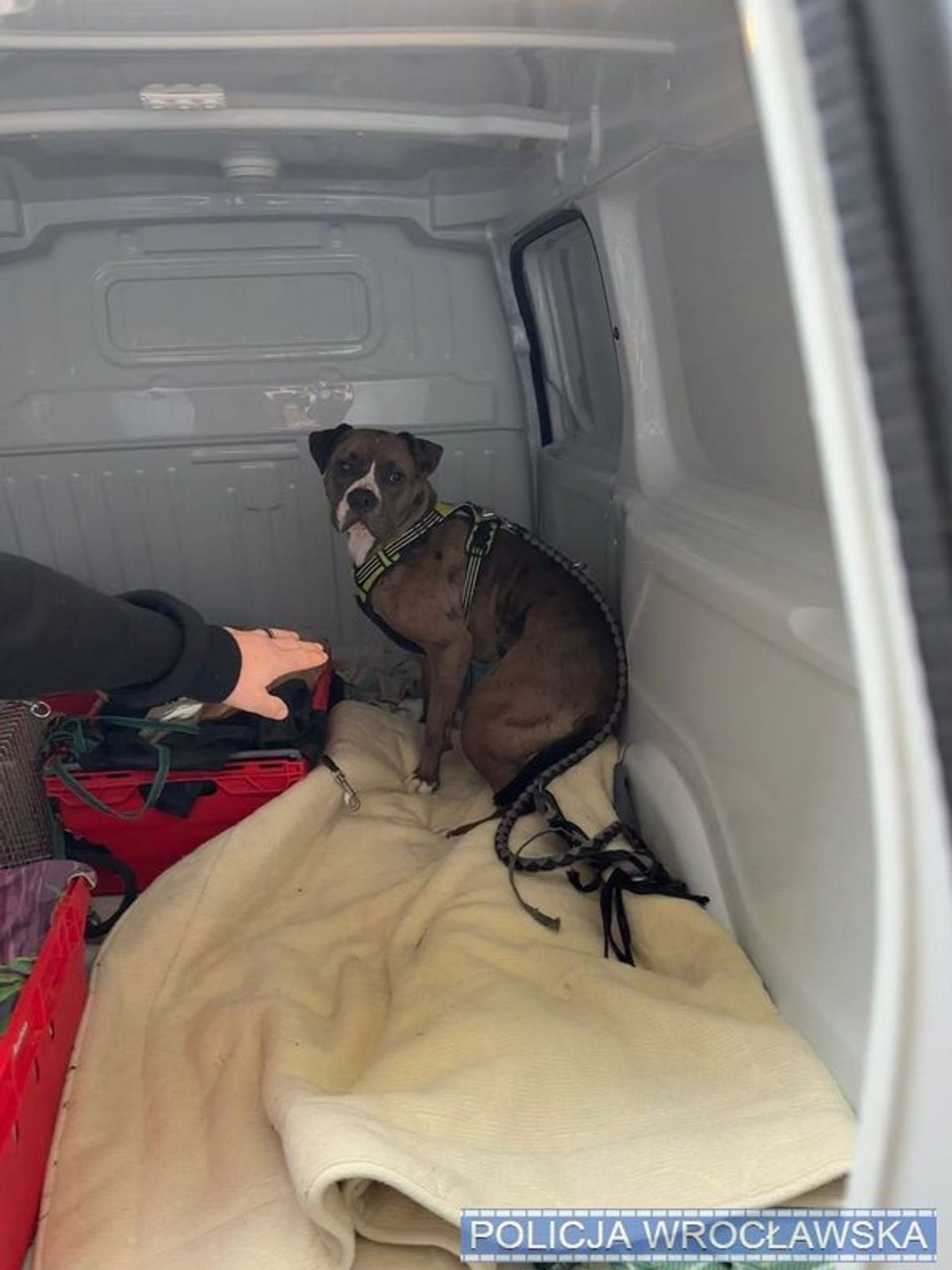 Właściciel nie dopilnował psa. Amstaff zaatakował parę z owczarkiem niemieckim