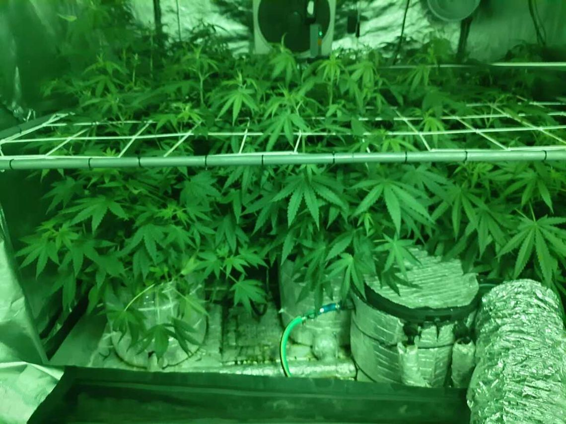 Wpadka kierowcy uruchomiła lawinę. Policjanci znaleźli plantację i narkotyki Wpadka kierowcy uruchomiła lawinę. Policjanci znaleźli plantację i narkotyki