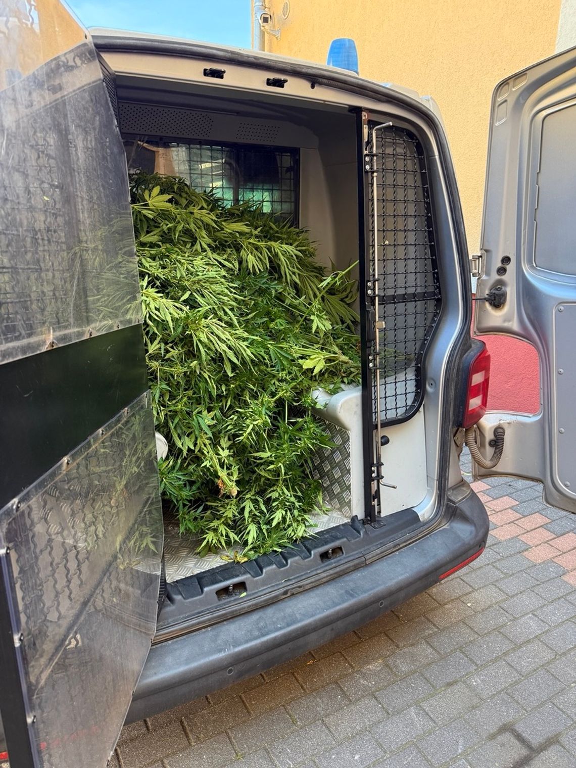 Wpadli podczas doglądania plantacji marihuany. Zabezpieczono blisko sto krzaków Wpadli podczas doglądania plantacji marihuany. Zabezpieczono blisko sto krzaków