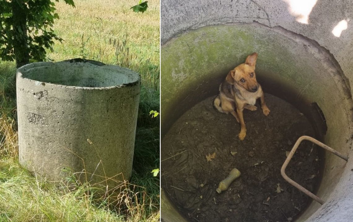 Wrzucili psa do betonowej studni, bo nie podobało im się, że szczeka