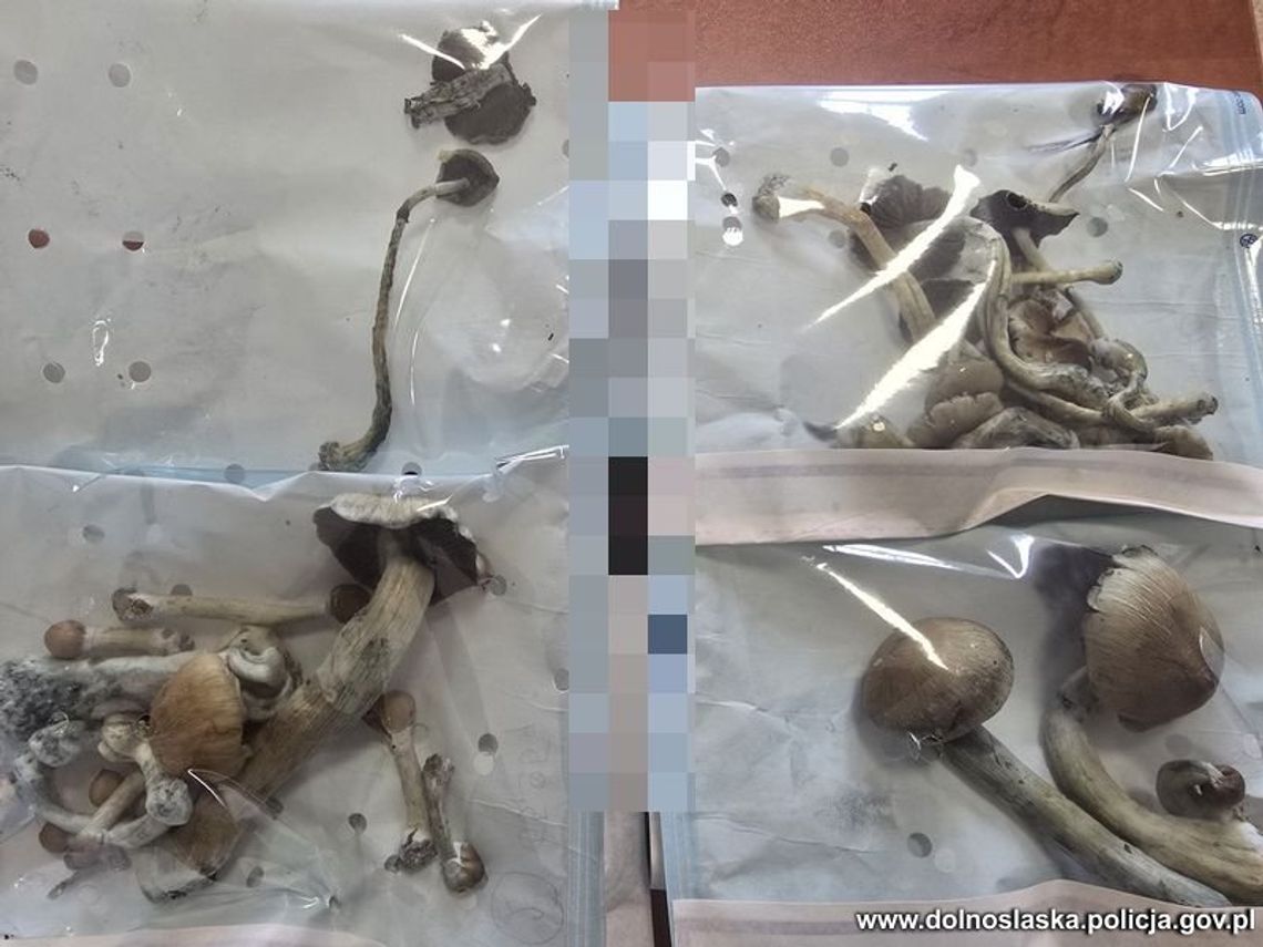 Wszedł na cudzą działkę i zachowywał się irracjonalnie. Policjanci znaleźli przy nim magiczne grzyby