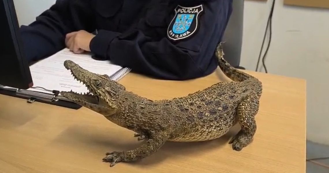 Wystawiła na sprzedaż spreparowanego aligatora. Kobiecie grozi nawet pięć lat więzienia