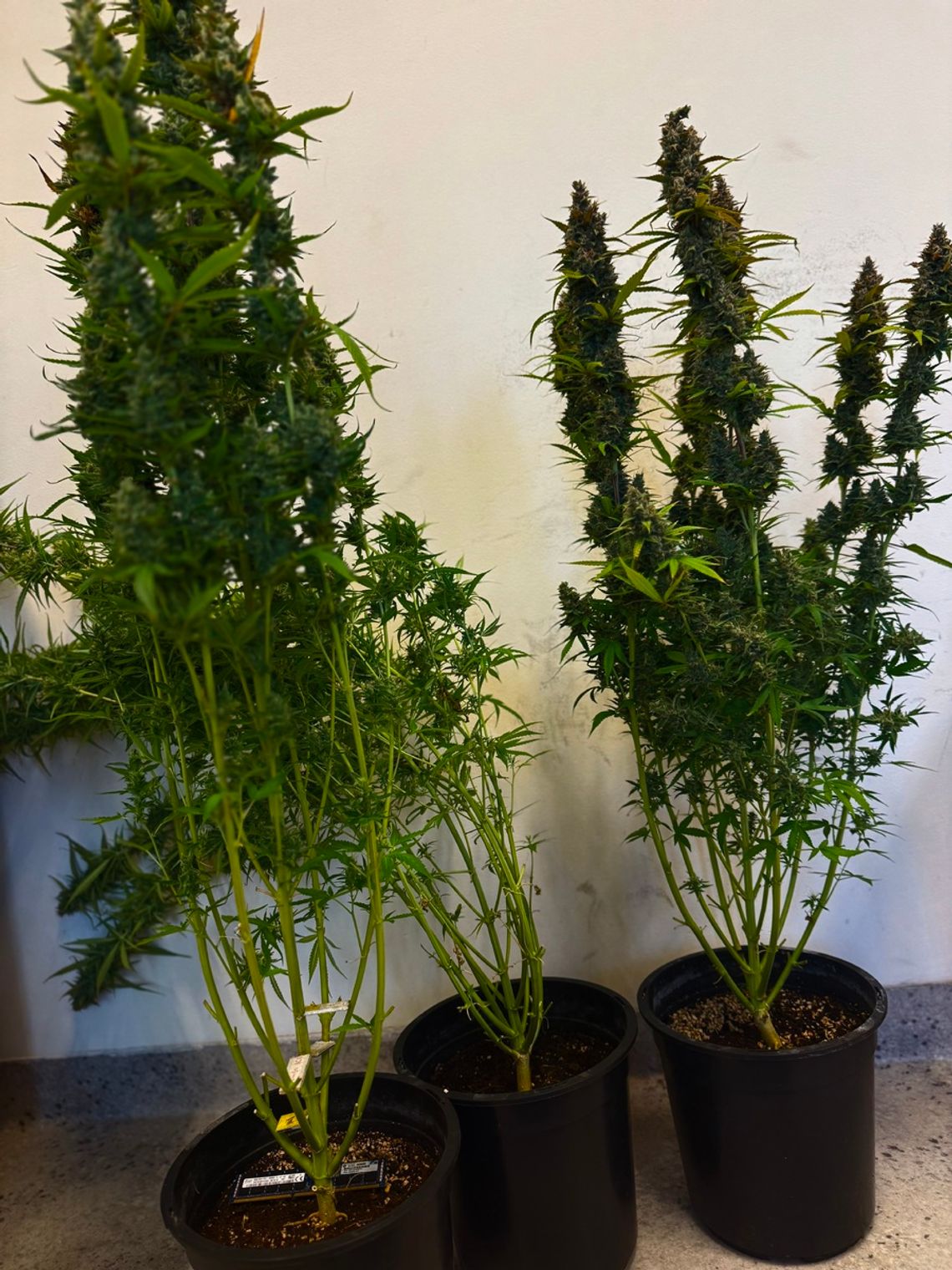 Z mieszkania wydobywał się zapach marihuany. Policjanci znaleźli plantację ukrytą w szafie