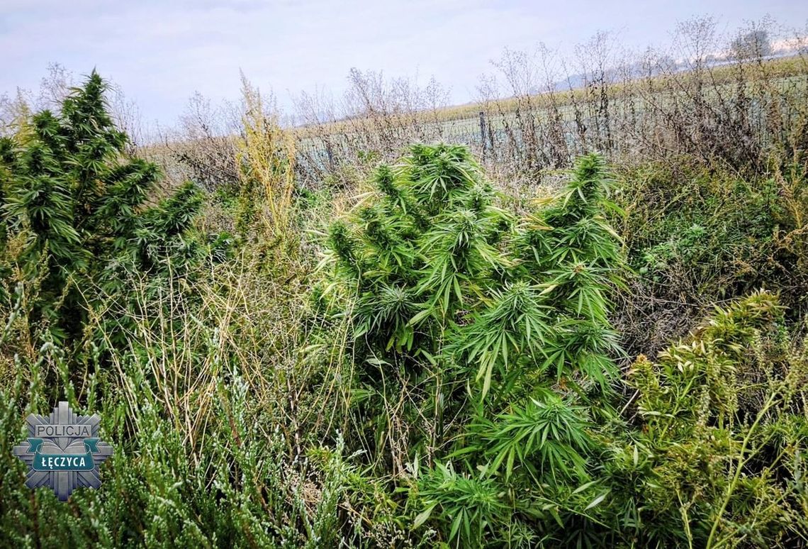 Za domem urządził plantację konopi. Największe krzewy sięgały wysokości dwóch metrów