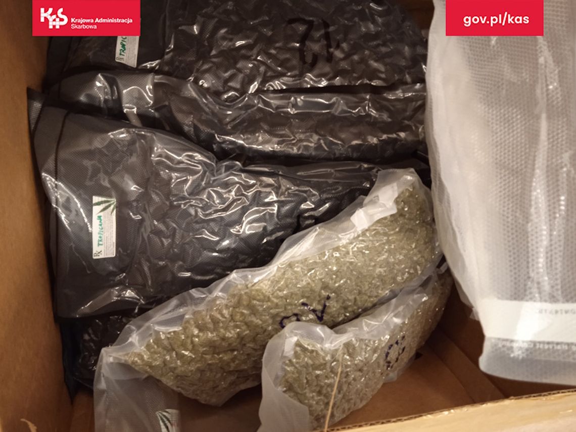 Zamiast odzieży z USA celnicy znaleźli paczki z marihuaną o wartości blisko 2 milionów złotych