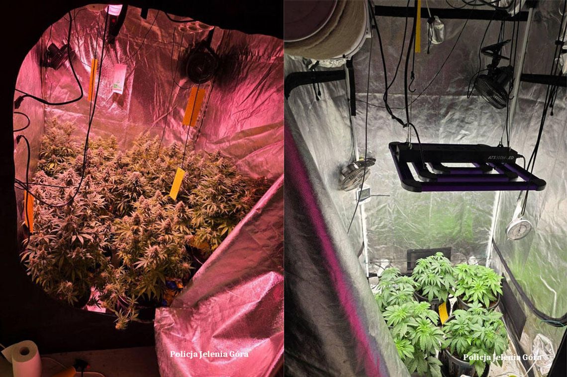 Zamienił mieszkanie w plantację marihuany. Wytwarzał z niej susz oraz maści Zamienił mieszkanie w plantację marihuany. Wytwarzał z niej susz oraz maści