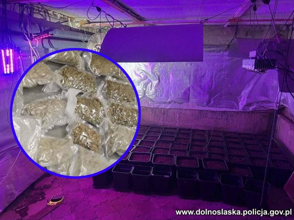 Zamienił piwnicę w ukrytą plantację marihuany. Plony pakował w hermetyczne worki