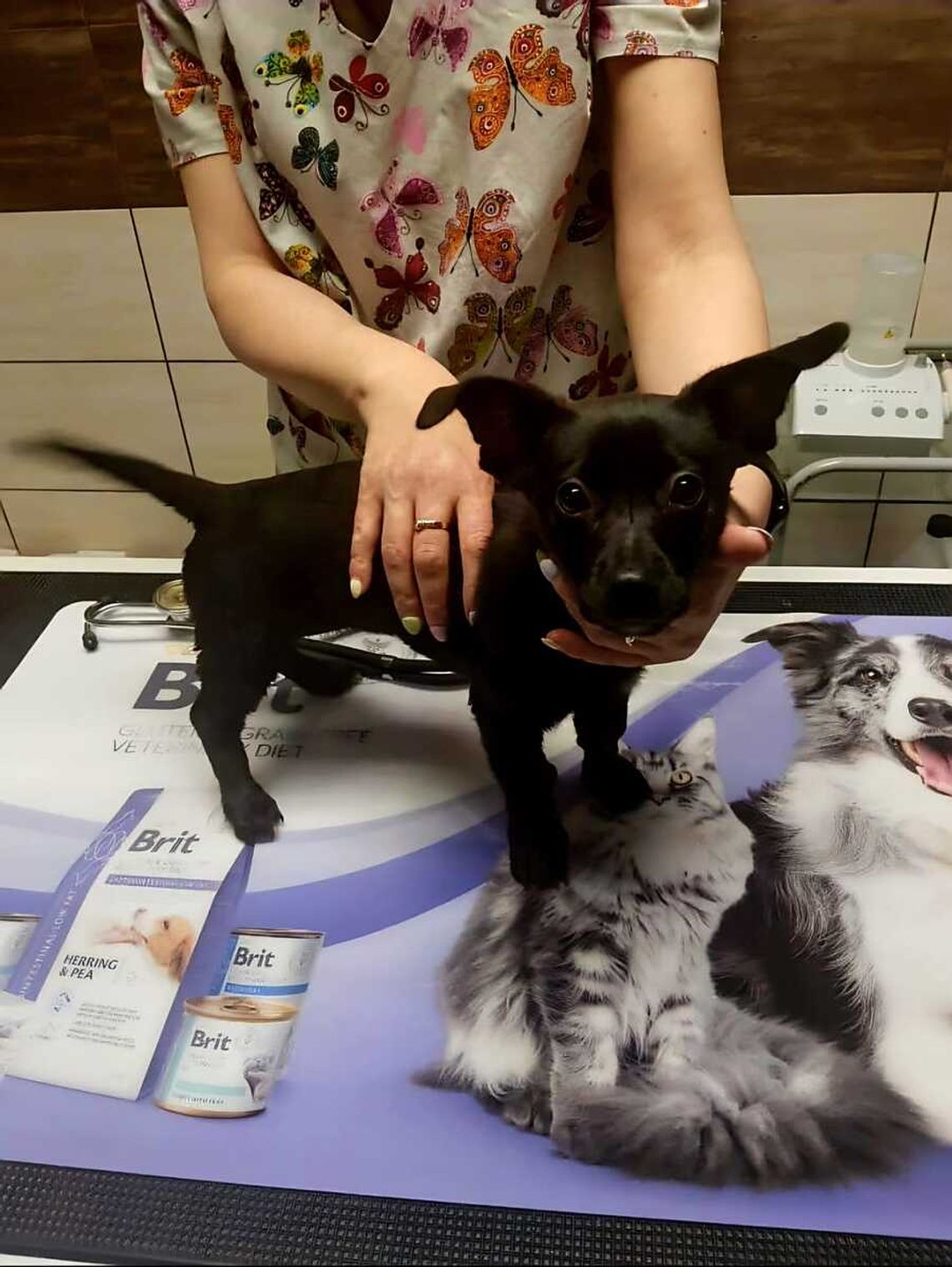 Zamknęła psa w plecaku i porzuciła nad jeziorem. 37-latka usłyszała zarzuty