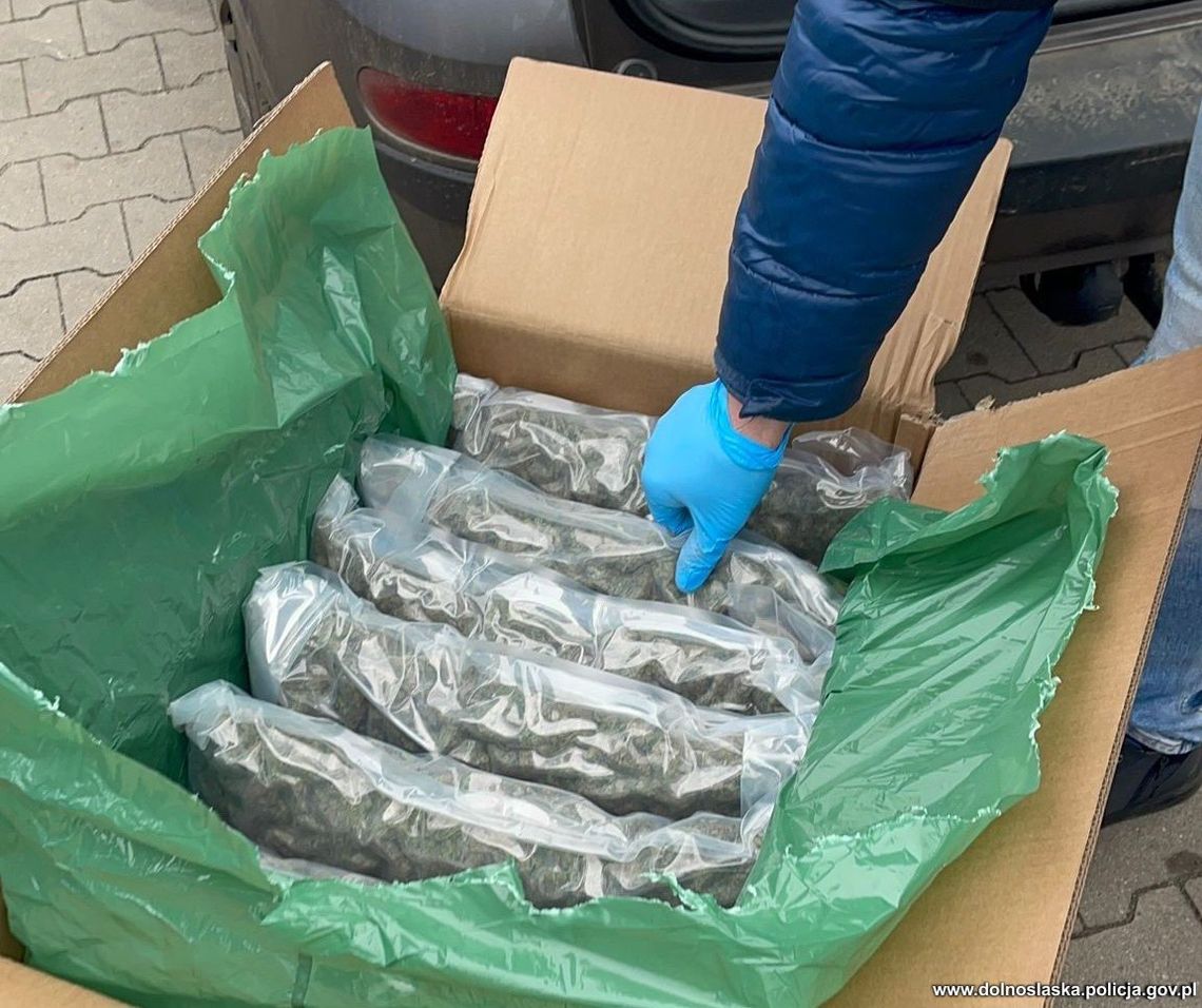 Zasadzka przy kurierze. 32-latek odebrał 59 kg marihuany i wpadł prosto w ręce policji. WIDEO