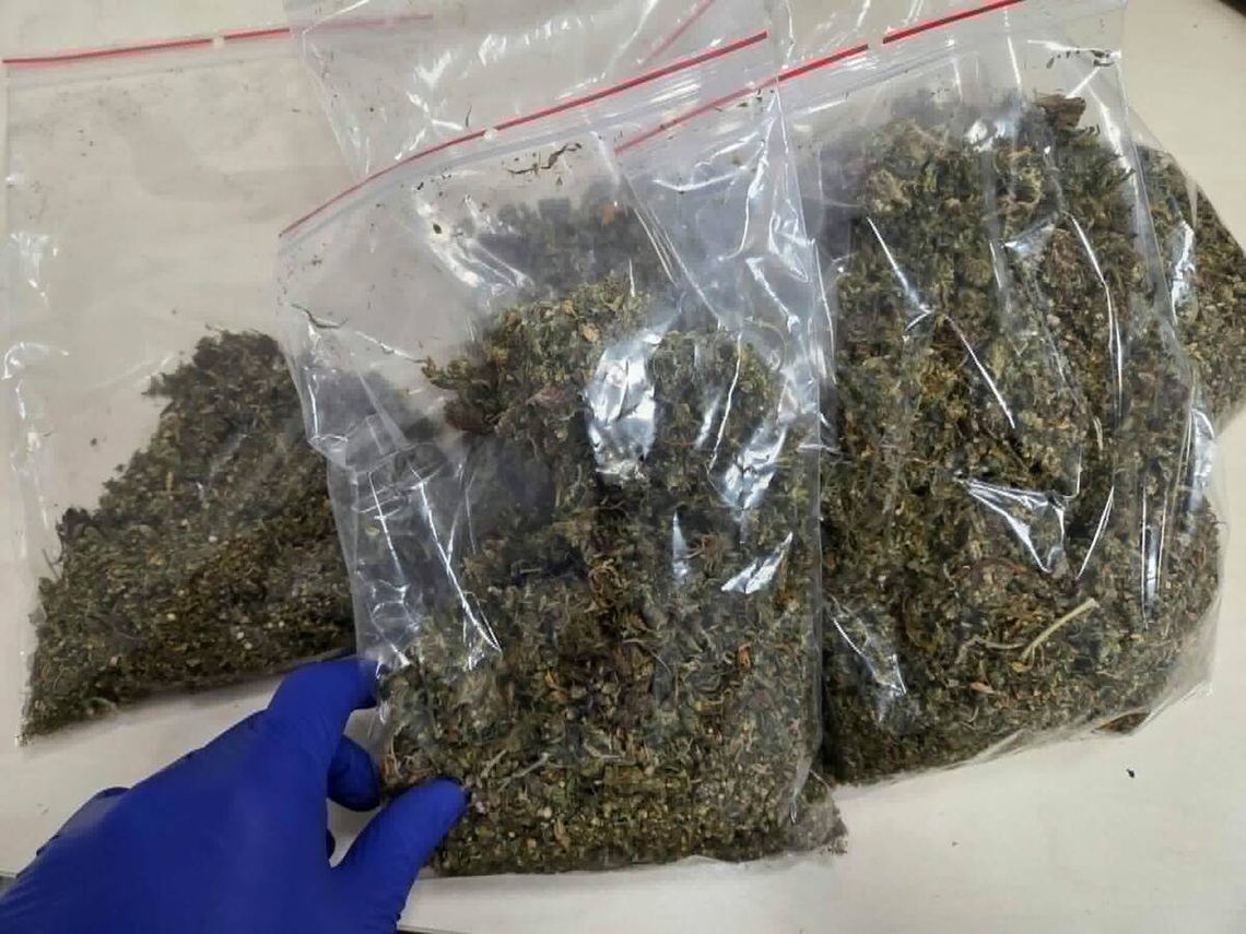 Zatrzymali go za jazdę pod wpływem narkotyków. W mieszkaniu znaleźli ponad 18 kg konopi Zatrzymali go za jazdę pod wpływem narkotyków. W mieszkaniu znaleźli ponad 18 kg konopi