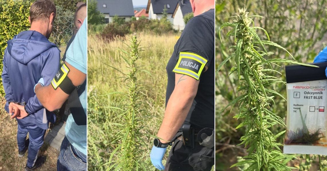 Zatrzymany na gorącym uczynku 39-latek podlewał konopie i ścinał "topy" z roślin
