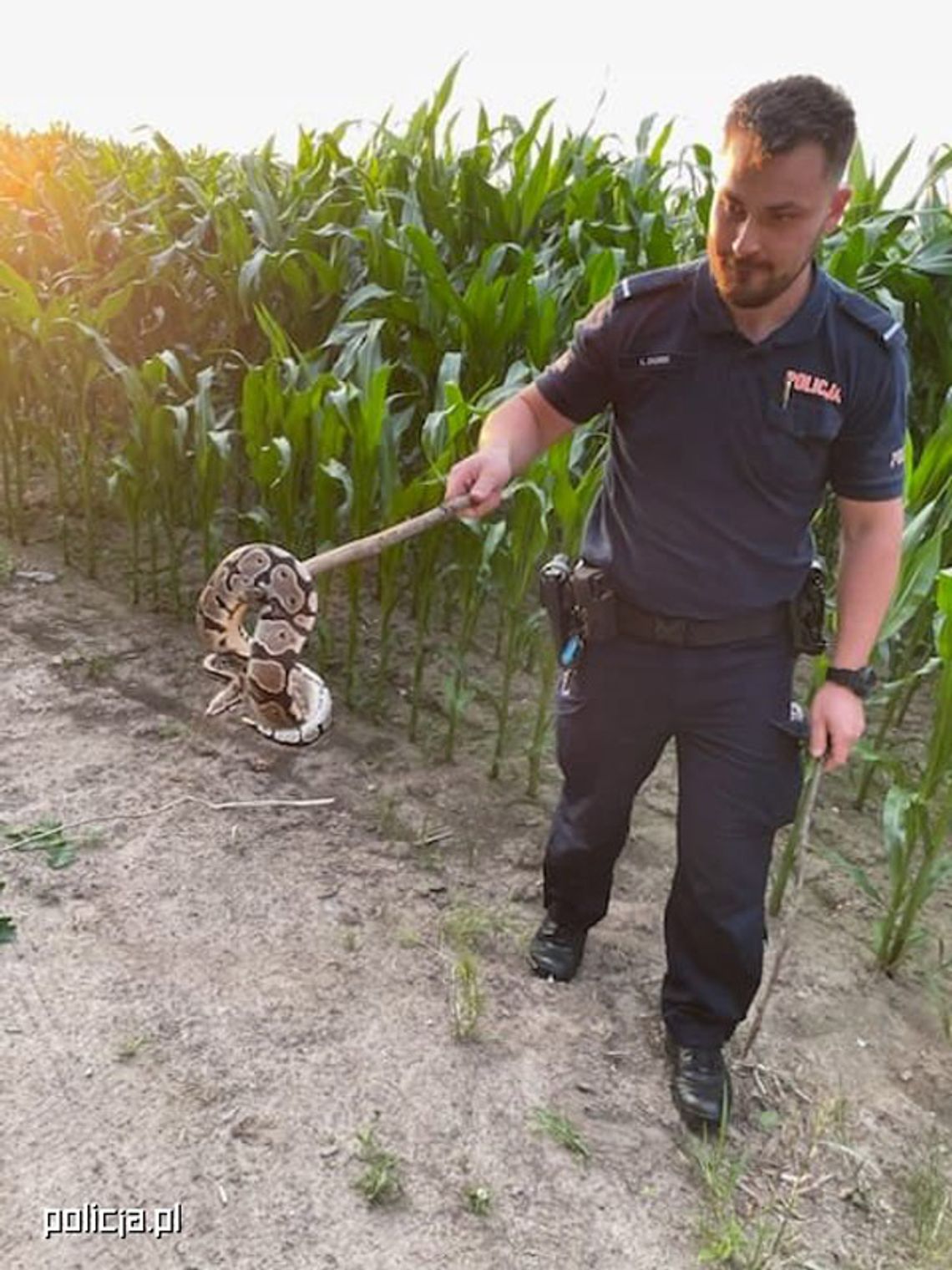 Zauważyła, że coś rusza się na polu. Okazało się, że to ponad metrowy pyton królewski