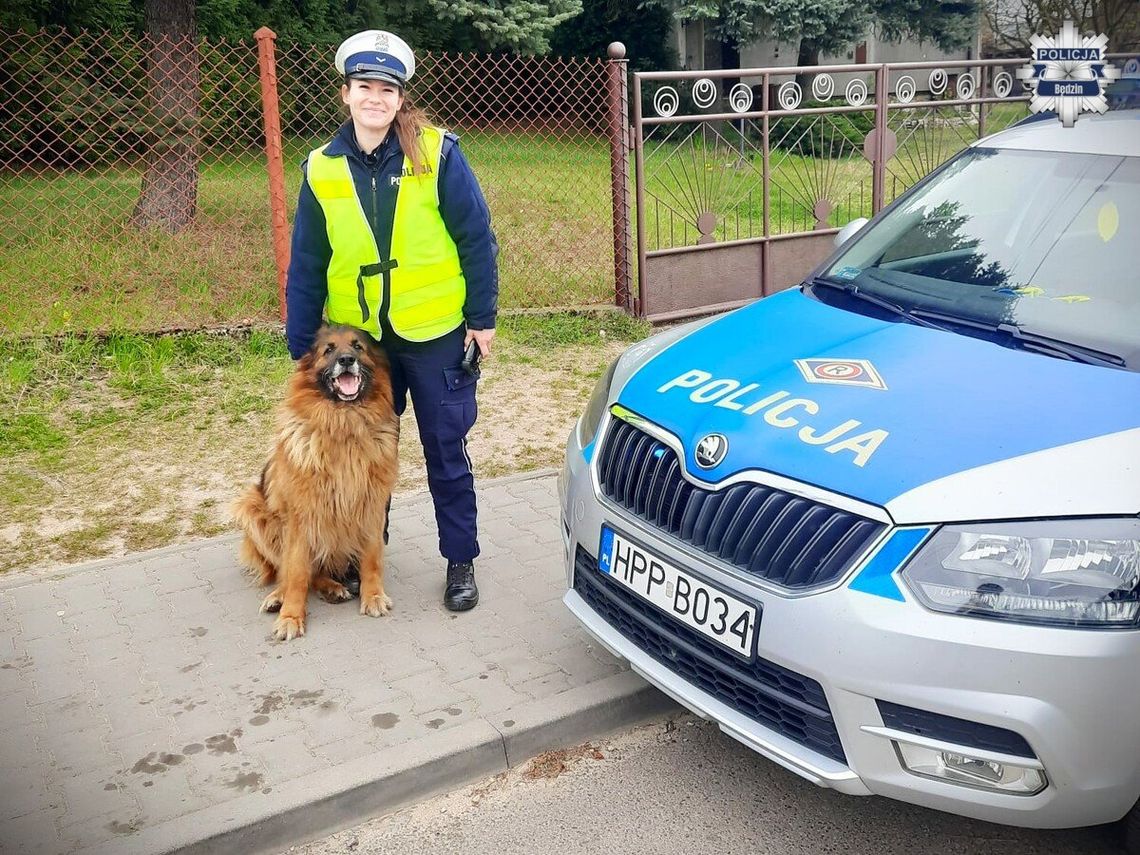 Zawiózł dziecko do szkoły, do auta wskoczył mu duży pies. Dzięki policjantce historia ma szczęśliwy finał Zawiózł dziecko do szkoły, do auta wskoczył mu duży pies. Dzięki policjantce historia ma szczęśliwy finał