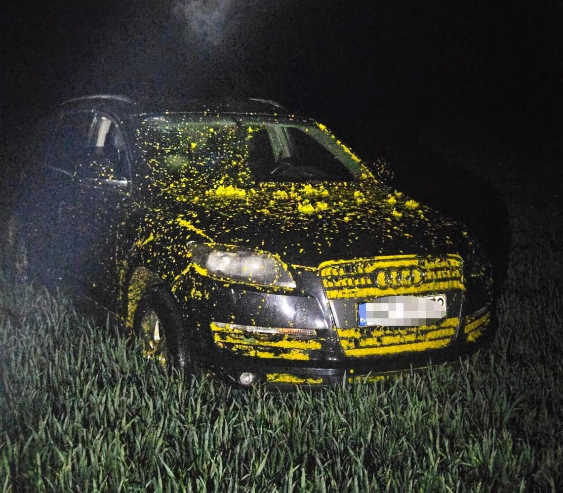 Zgłosiła fikcyjną kradzież samochodu, żeby chronić partnera. Audi porzucił w polu rzepaku Zgłosiła fikcyjną kradzież samochodu, żeby chronić partnera. Audi porzucił w polu rzepaku