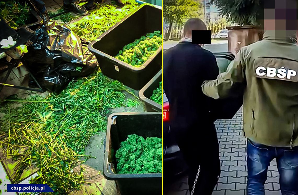 Zioło rosło na dwóch piętrach. Policja weszła, gdy rozpoczęli żniwa. Odkryto wielką plantację. WIDEO